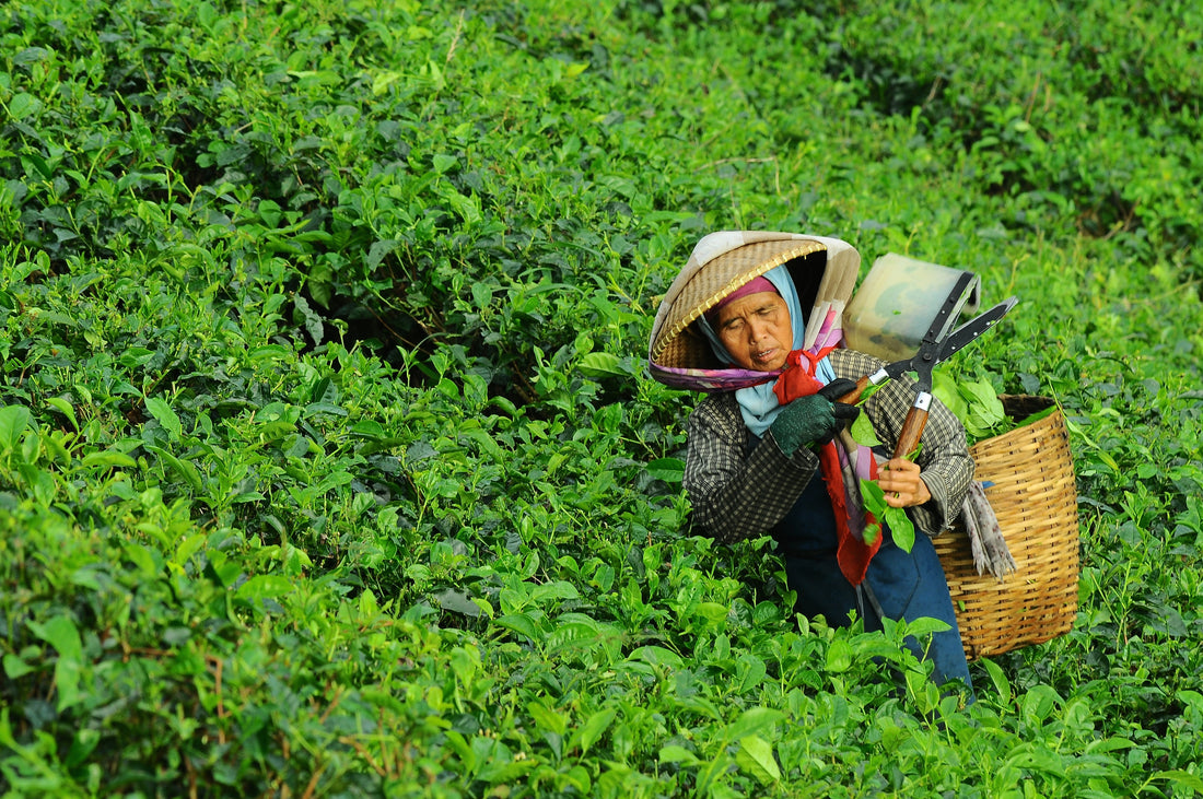 Sri Lanka’s tea crisis 