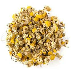 Egyptian Camomile